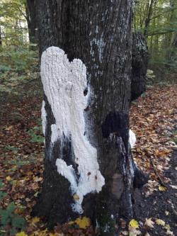 Śluzowiec&#x20;na&#x20;przydrożnym&#x20;klonie