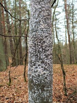 Biały&#x20;nalot&#x20;na&#x20;korze&#x20;buka